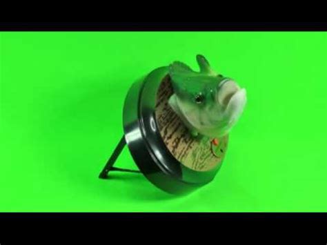 Веселый Карп - YouTube