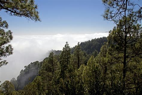 Canary Islands Dry Woodlands and Forests | One Earth