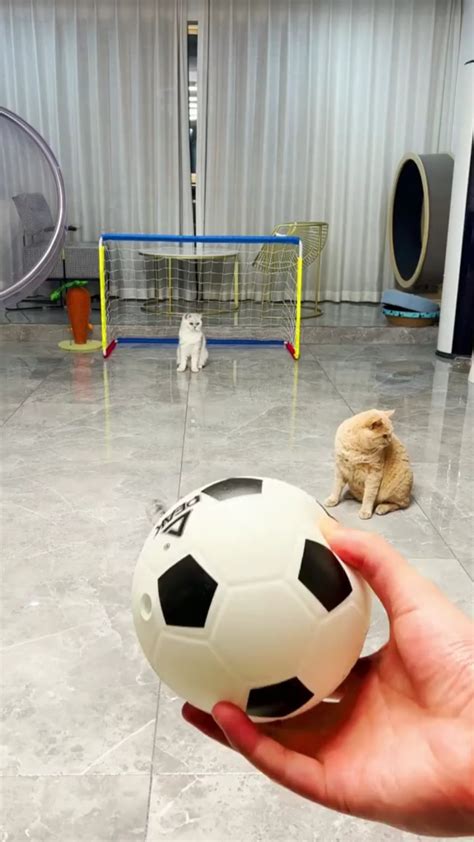 Cats Playing Soccer/Football : r/CatsBeingCats