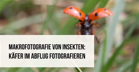 Makrofotografie von Insekten: Käfer im Abflug fotografieren – Fotoschule