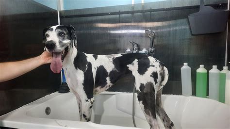 Bathing A Great Dane Had To Dry Her On The Floor Youtube