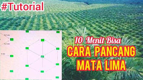 Cara Menanam Sawit Mata Lima Ujian