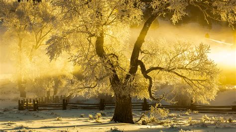 Cottonwood Tree At Winter Sunrise Lamar Valley Yellowstone National