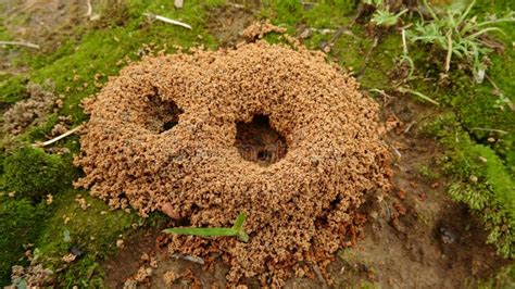 Ninho Das Formigas Que Vivem No Subsolo Foto De Stock Imagem De Campo