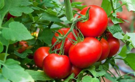 Como Plantar Tomate Na Sua Horta Plantas Jardins E Hortas