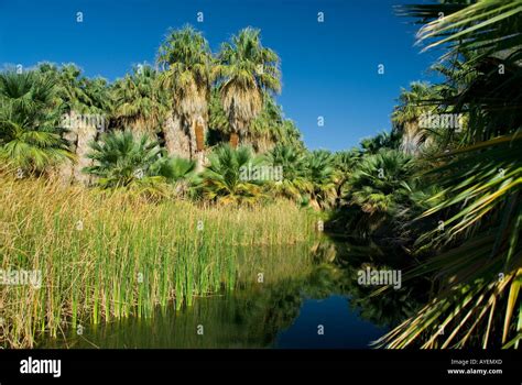 Oasis The Coachella Valley Preserve California Stock Photo - Alamy