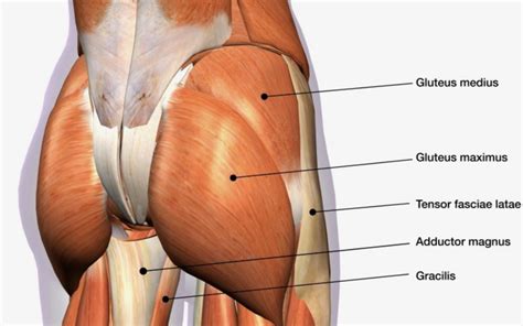 The Best Exercises To Transform Your Butt