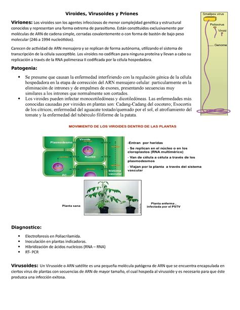 Viroides Apuntes Viroides Virusoides Y Priones Viriones Los