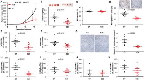 In Vivo Mouse Hnscc Xenograft Experiments One Million Cal33 Cells Were