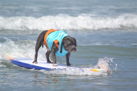 Dog Surfing Competition 2024 San Diego - Nance Anne-Marie