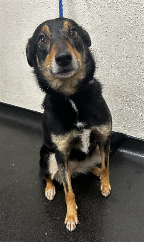 13631 “Bess” Female Collie Cross – I Need a Home