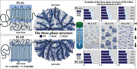 Effects Of The Three Phase Crystallization Behavior On The Hydrolysis