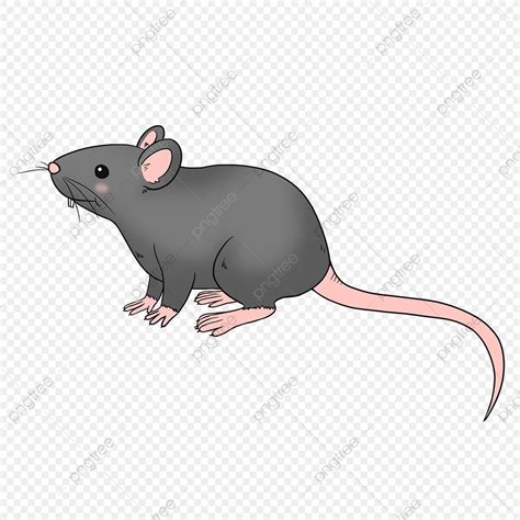 Cute Rat Clipart Transparent Background, Cute Gray Rat Clipart, Clipart ...