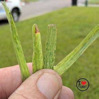 Report: Sugarcane Mosaic Virus Infected St Augustine Turf Growing in Southern Pinellas County ...