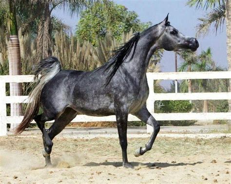 Dark Dapple Grey Horse | Dark Dapple Grey Arabian | Horse reference photos | Pinterest Story ...