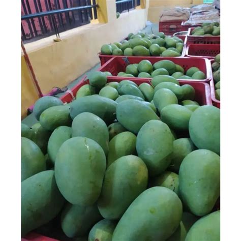 Jual Buah Mangga Jawa 1 Kg Shopee Indonesia