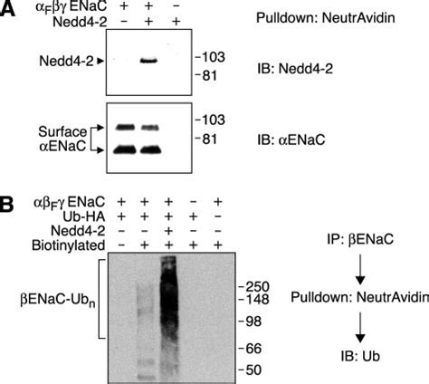 Nedd4 2 Binds To And Ubiquitinates ENaC At The Cell Surface A HEK