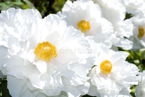 White tree peony garden stock image. Image of close, field - 22783909