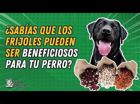 Pueden Los Cachorros Comer Frijoles Horneados