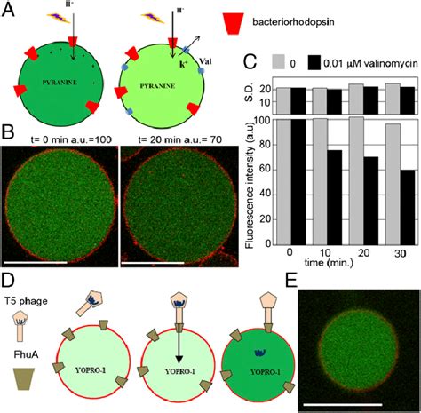 Direct Incorporation Of Solubilized Transmembrane Proteins In Guvs