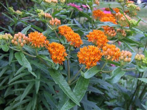 Milkweed How To Plant And Grow Types Of Milkweed Hgtv