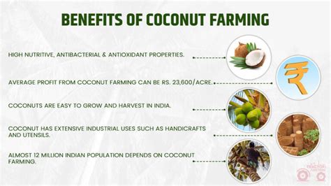 Coconut Farming in India: Coconut Cultivation & Harvesting Tips