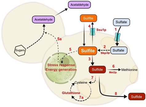 Fermentation Free Full Text Yeast Metabolism And Its Exploitation