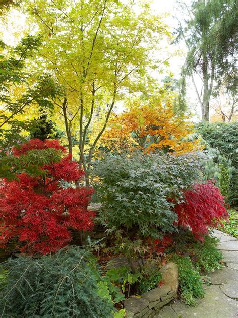 The 19 Best Fall Trees And Shrubs For A Burst Of Fiery Color Fall