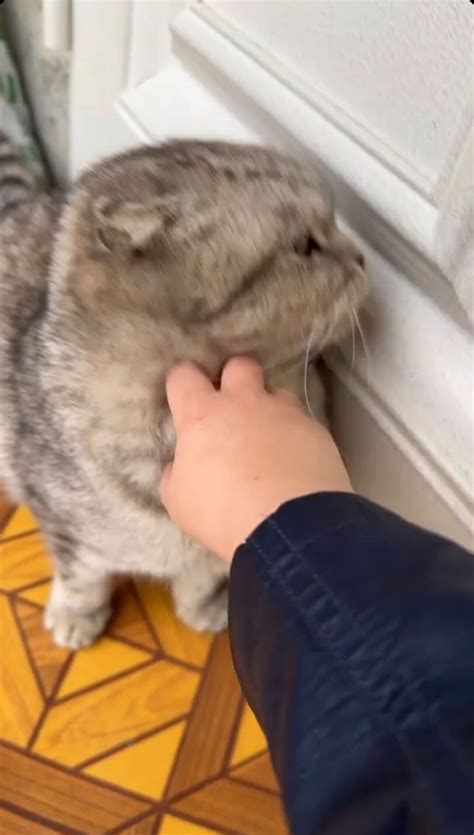 Russian influencer Hasbulla slammed for cat 'abuse' video: 'Shame'