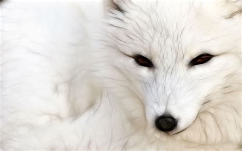 Arctic Fox Wallpapers - Wallpaper Cave