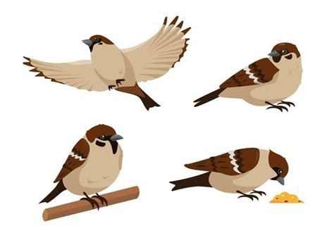 Premium Vector Set Of Sparrows In Different Poses Isolated