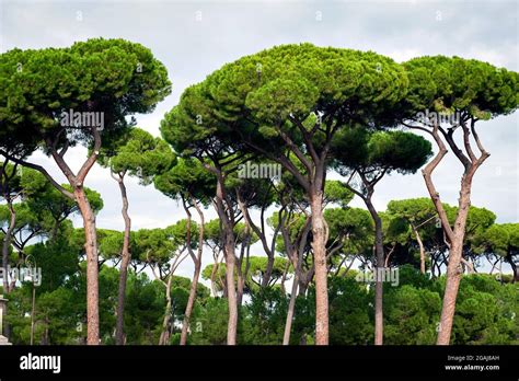 Stone Pine Trees Botanical Name Pinus Pinea Aka Italian Stone Pine