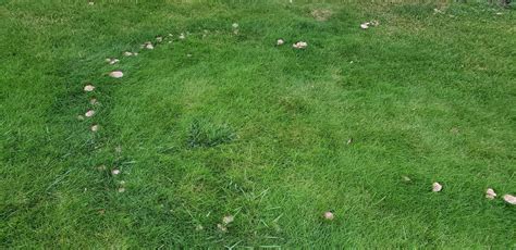 Lawn Mushrooms In Yard Good Bad And Causes For Mushrooms Lawn Phix