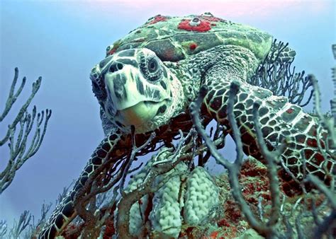 Hawksbill Sea Turtle – "OCEAN TREASURES" Memorial Library