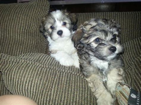 Havanese / Maltese Puppies 9wks old Vaccinated w/supplies for Sale in San Jose, California ...