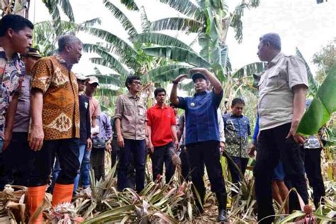 Budidaya Pisang Pj Gubernur Bahtiar Paparkan Cara Vegetatif Dan