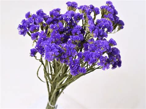 Statice Sinuata Violet Fonc Wholesale Decofleur