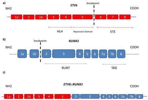 Cells Free Full Text The Landscape Of Secondary Genetic Rearrangements In Pediatric Patients