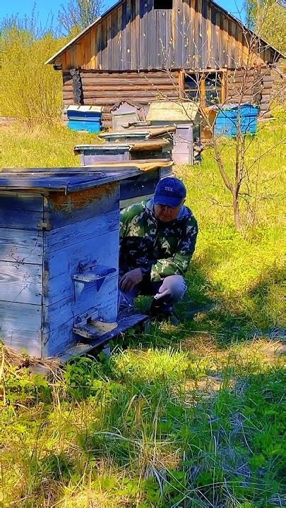 Пчелиный рай: уникальные продукты с пасеки 🐝🍯 #пасека #пчеловодство # ...