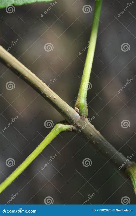 Basic Tree Identification: Whorled Leaf Arrangement Royalty-Free Stock Photography ...