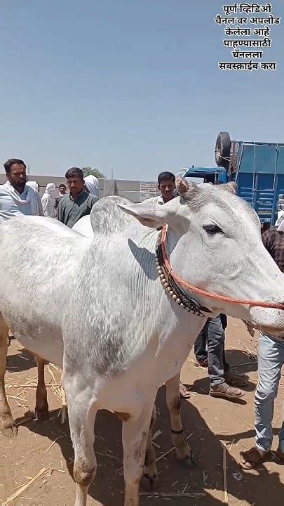 राजूर बाजारातील संपूर्ण व्हिडिओ पाहण्यासाठी चॅनलला सबस्क्राईब करा