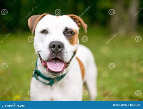 A Happy American Bulldog Mixed Breed Dog Panting Stock Image Image Of