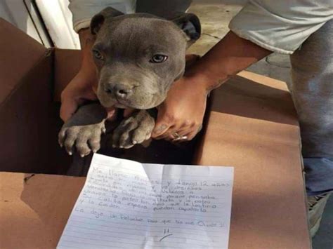 Le garçon a abandonné son chien avec une note très triste pour que son