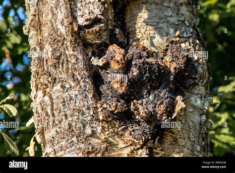 Tambi N Conocido Como Hongo Chaga Inonotus Obliquus Crece De Un Tronco