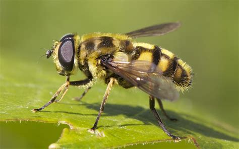 Myathropa Florea Totenkopfschwebfliege Project Noah