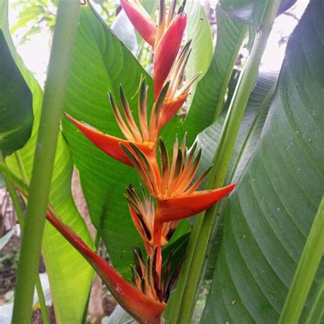 Jual Bunga Pisang Pisangan Heliconia Thai Tanaman Hias Bibit Kembang