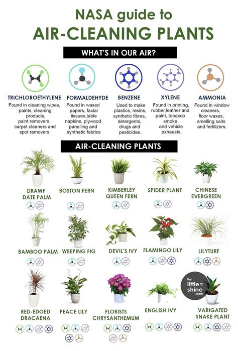 Nasa Guide To Air Cleaning Plants