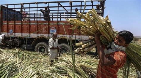 Most Sugar Mills Report Losses For Last Season Over Half Will Be