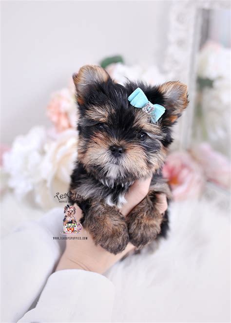 Yorkie Puppy 094 Teacup Puppies And Boutique