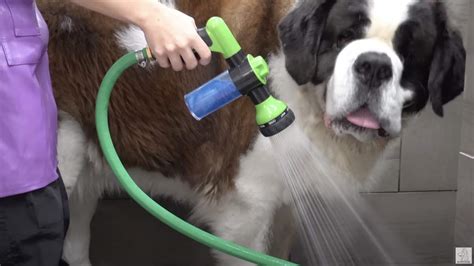 200-Pound St Bernard Gives Groomer Her Biggest Workout of Week